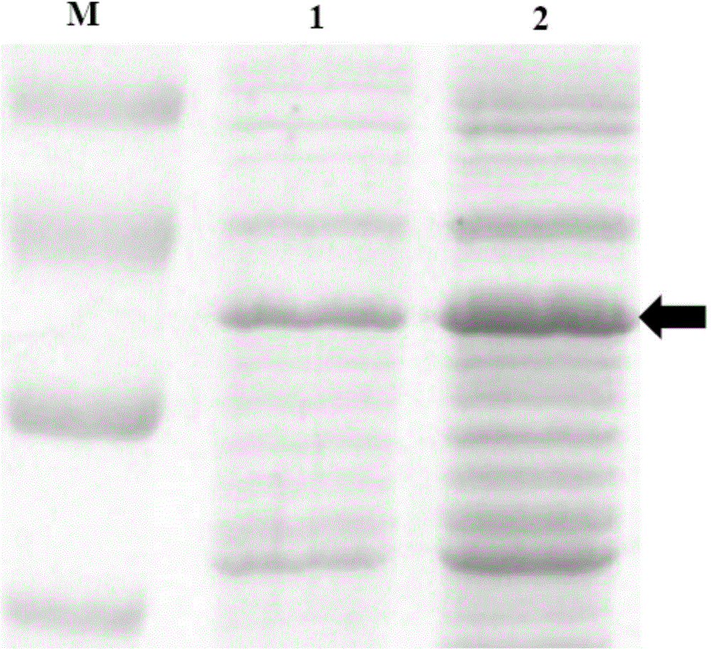 Strain capable of improving performance of recombinant protein under aerobic condition