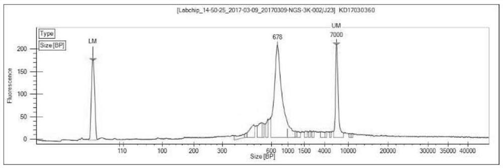 Construction method and kit of T cell antigen receptor diversity sequencing library