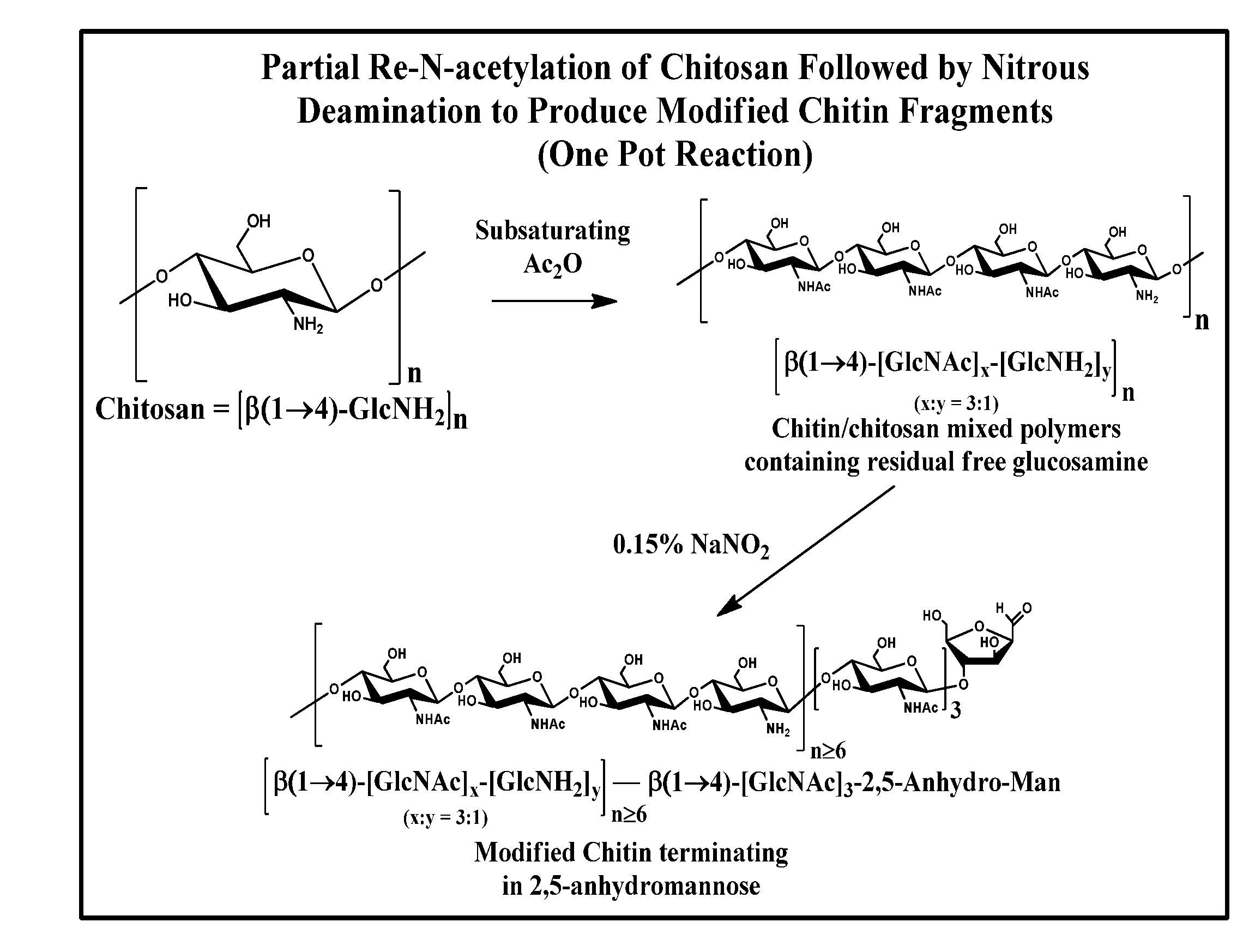 Antibodies targeted to fungal cell wall polysaccharides