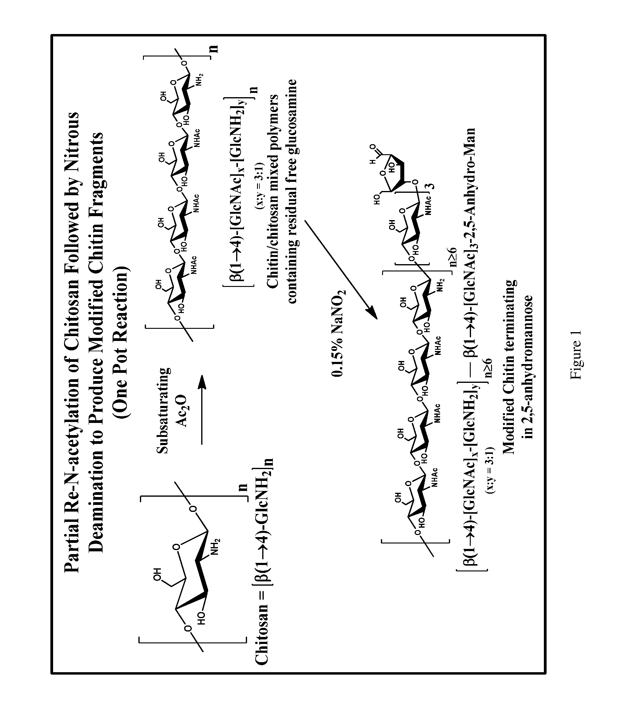 Antibodies targeted to fungal cell wall polysaccharides