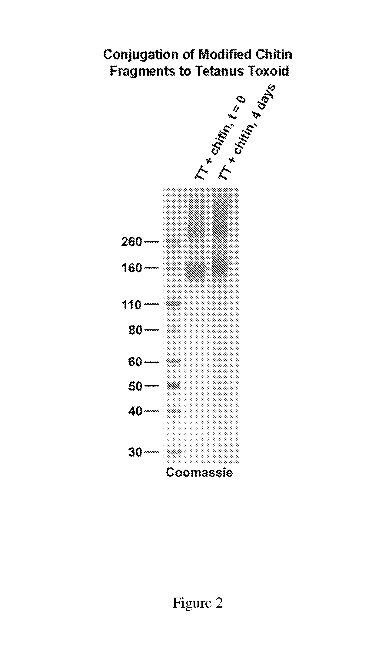 Antibodies targeted to fungal cell wall polysaccharides