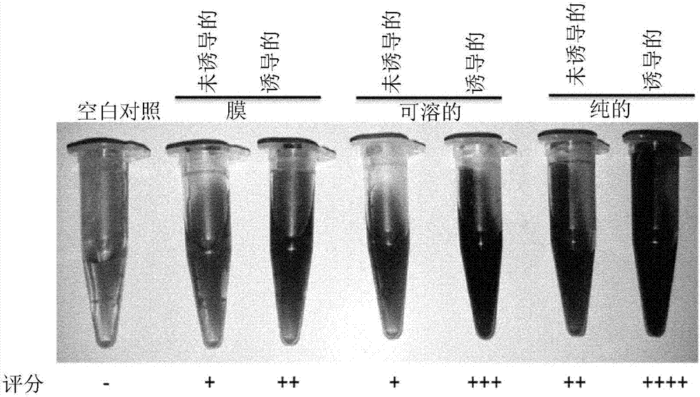 Analytical and diagnostic methods utilizing shigella flexneri apyrase