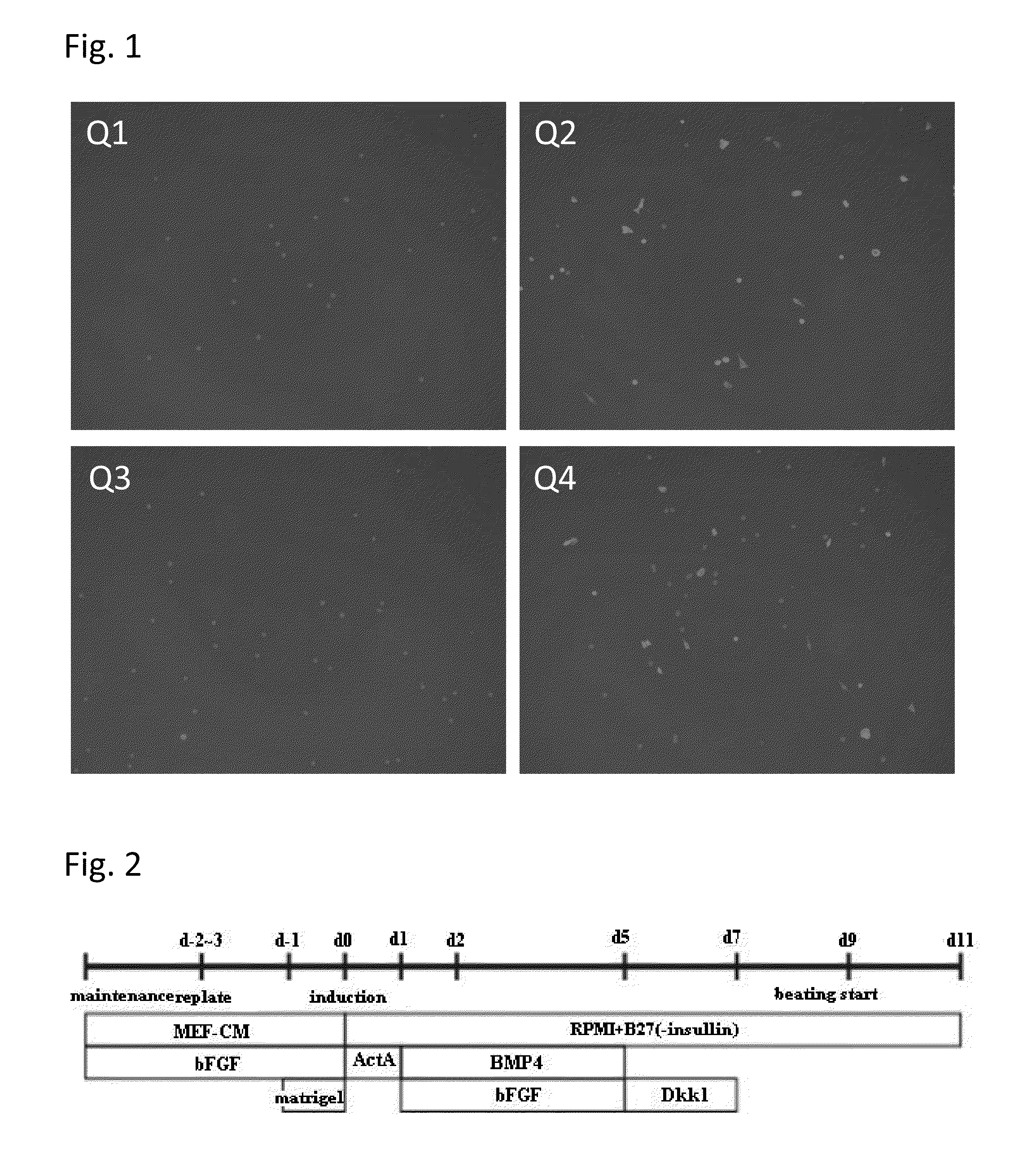 Novel cardiomyocyte marker