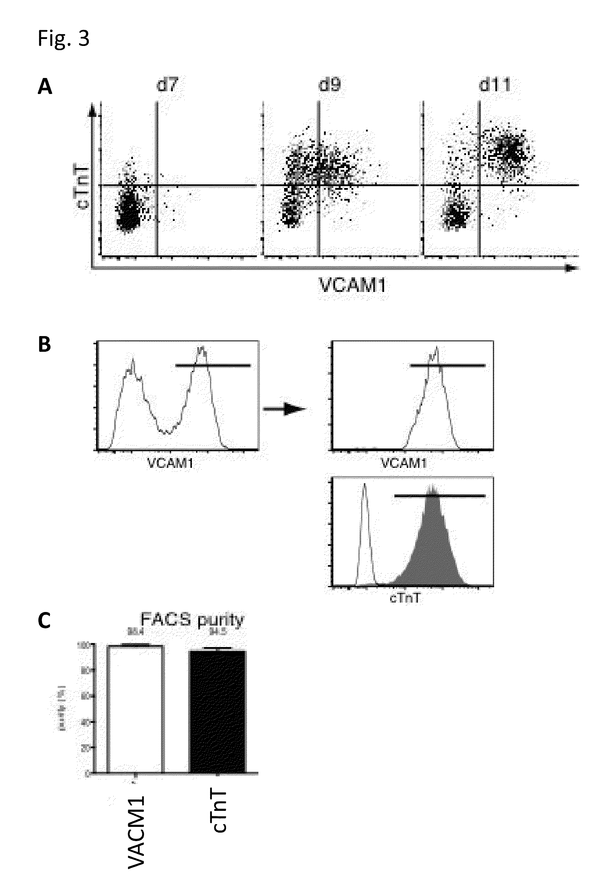 Novel cardiomyocyte marker