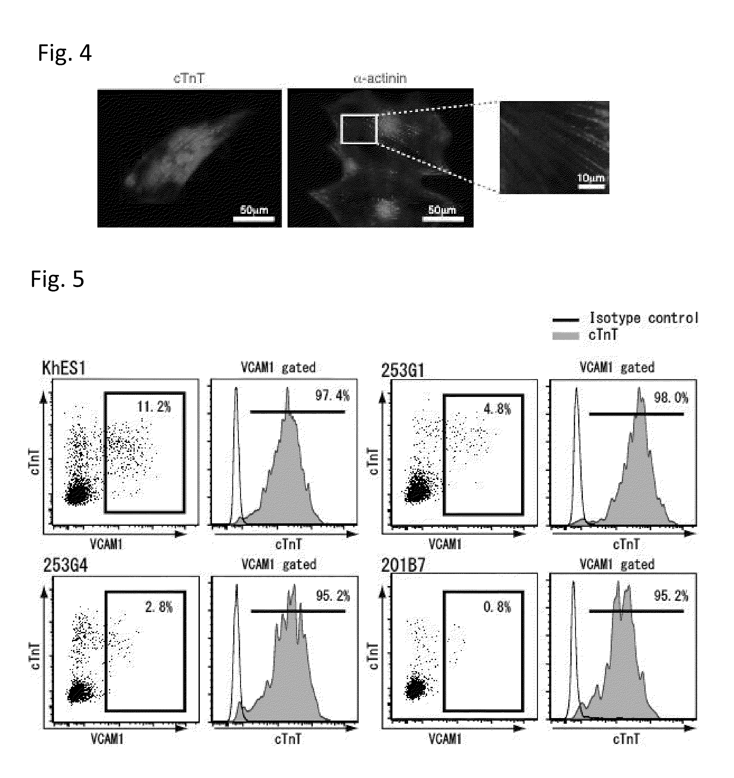 Novel cardiomyocyte marker