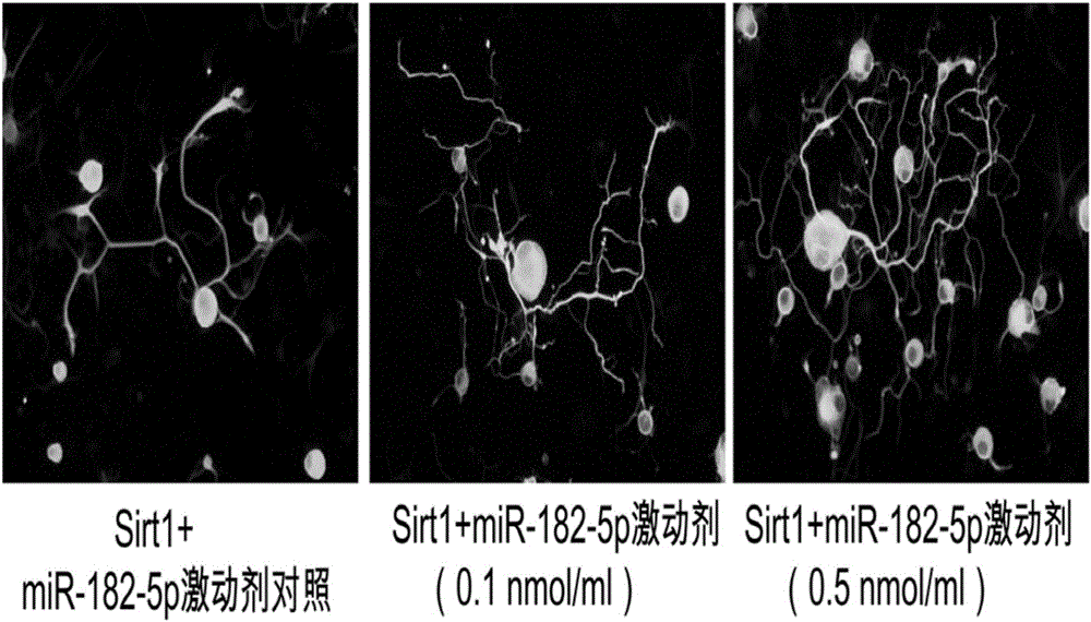 Application of Sirt1 in repairing corneal nerve injury