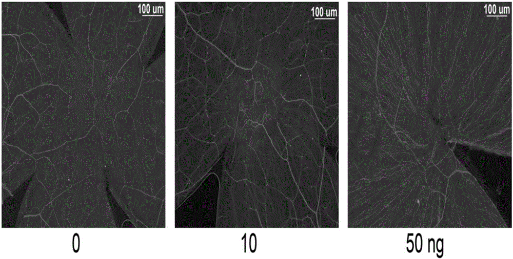 Application of Sirt1 in repairing corneal nerve injury