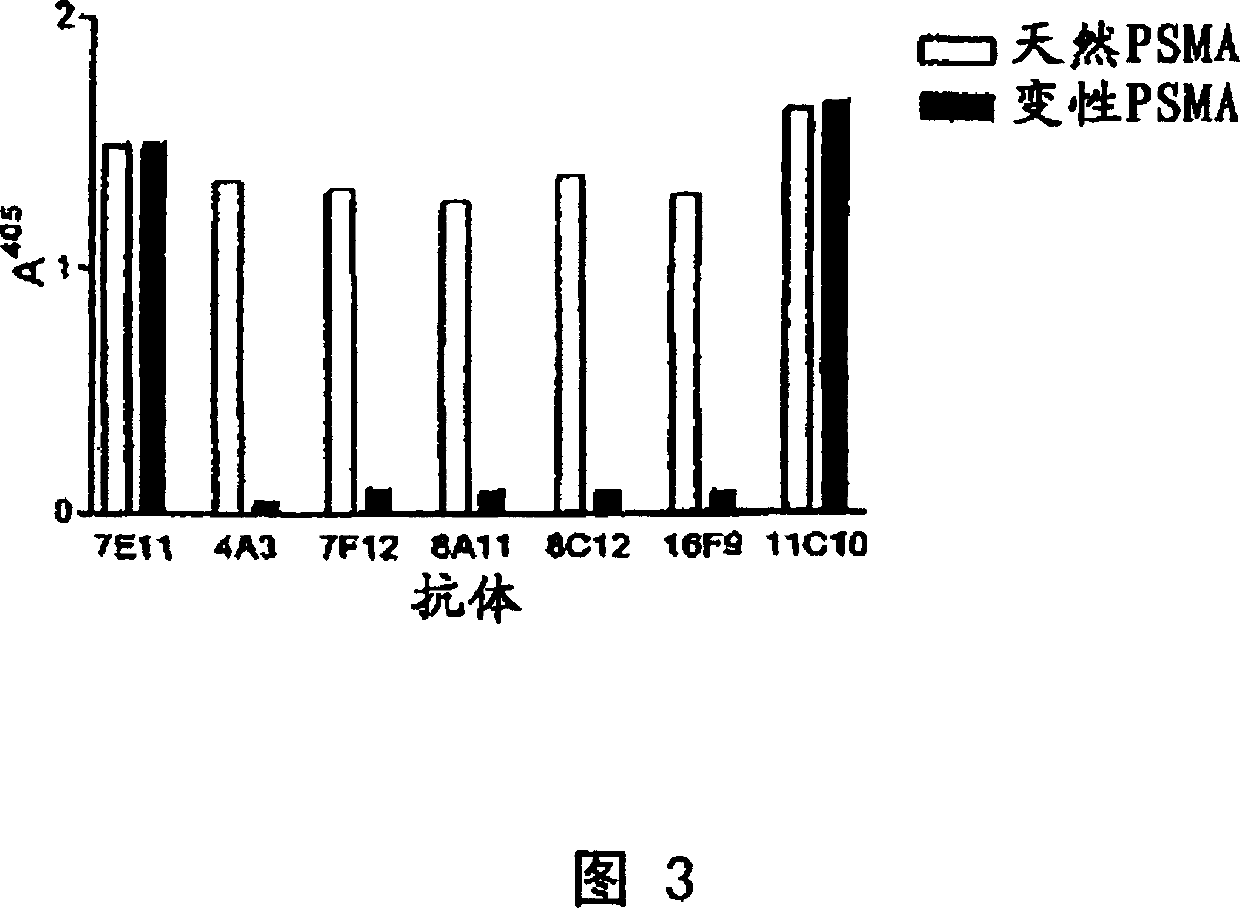 Human monoclonal antibodies to prostate specific membrane antigen (PSMA)