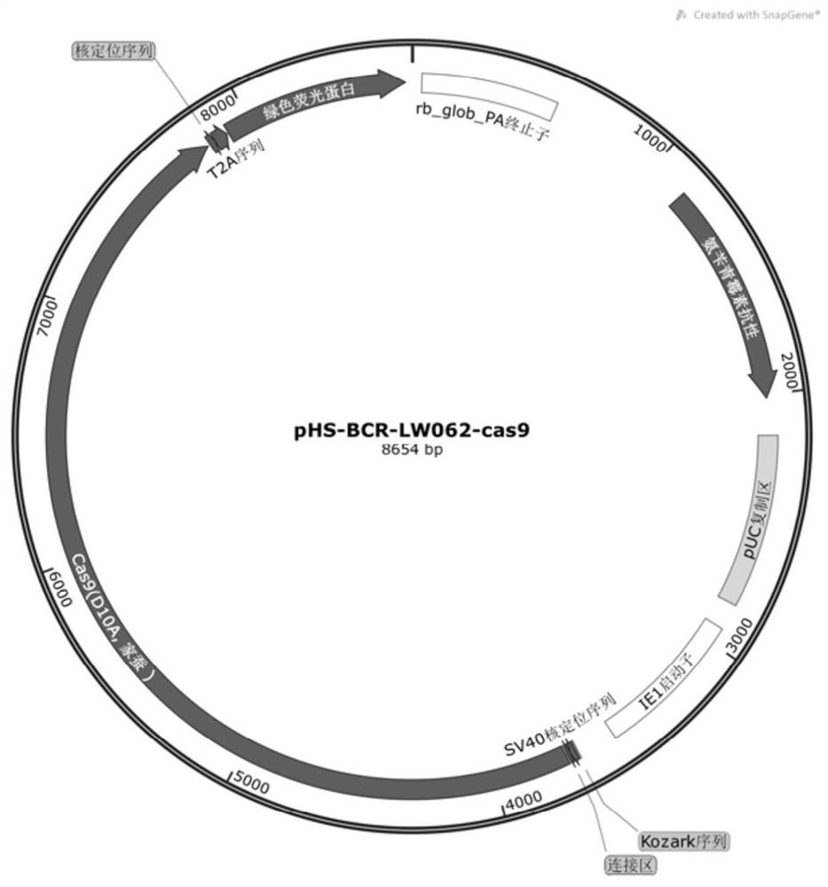 Silkworm gene precise knockout system based on CRISPR/cas9 double nickase technology and its application