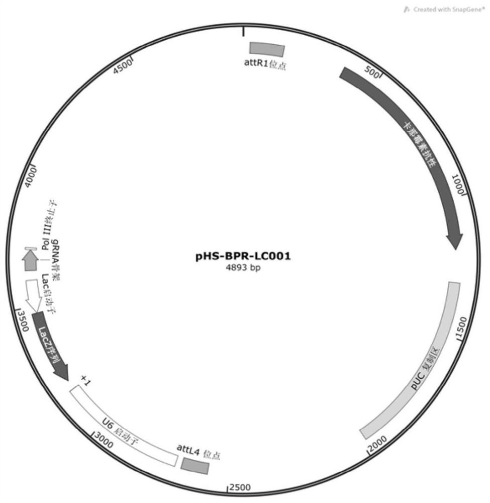 Silkworm gene precise knockout system based on CRISPR/cas9 double nickase technology and its application