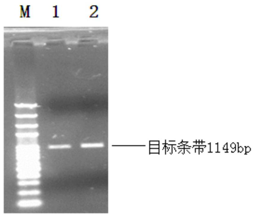 Silkworm gene precise knockout system based on CRISPR/cas9 double nickase technology and its application