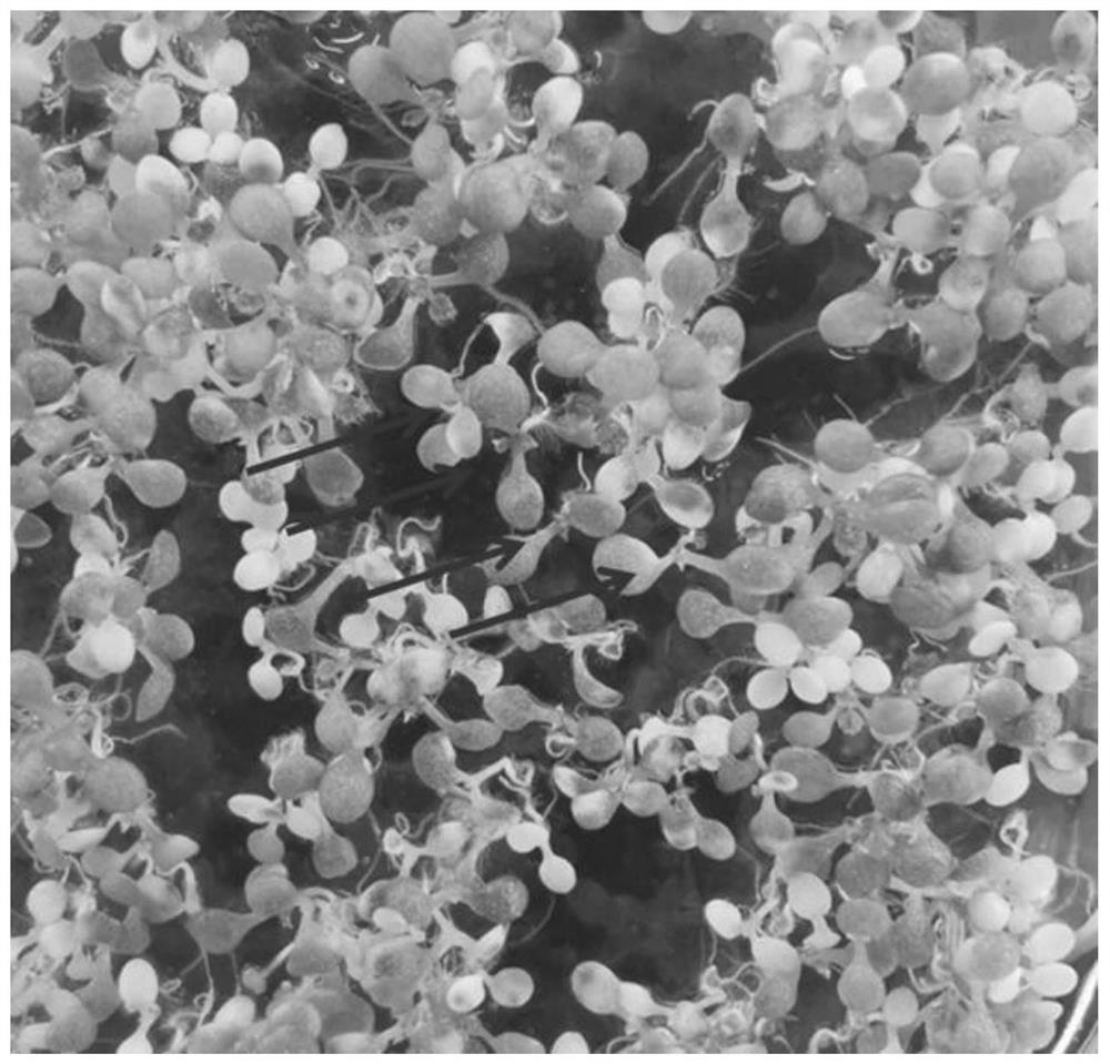 Application of oilseed rape alpha-6 microtubulin gene in increasing yield of oilseed rape