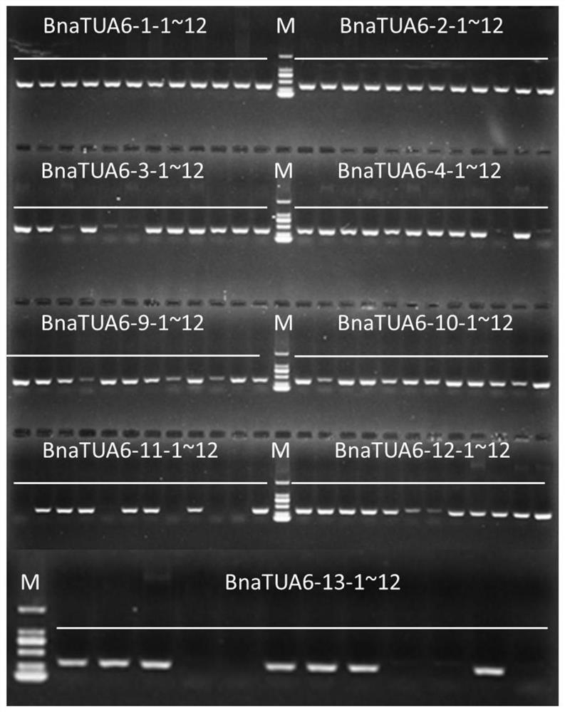 Application of oilseed rape alpha-6 microtubulin gene in increasing yield of oilseed rape