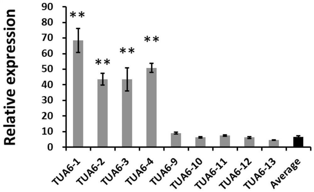 Application of oilseed rape alpha-6 microtubulin gene in increasing yield of oilseed rape