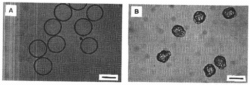 Method for preventing cell-carrying sodium alginate microcapsule from shrinking