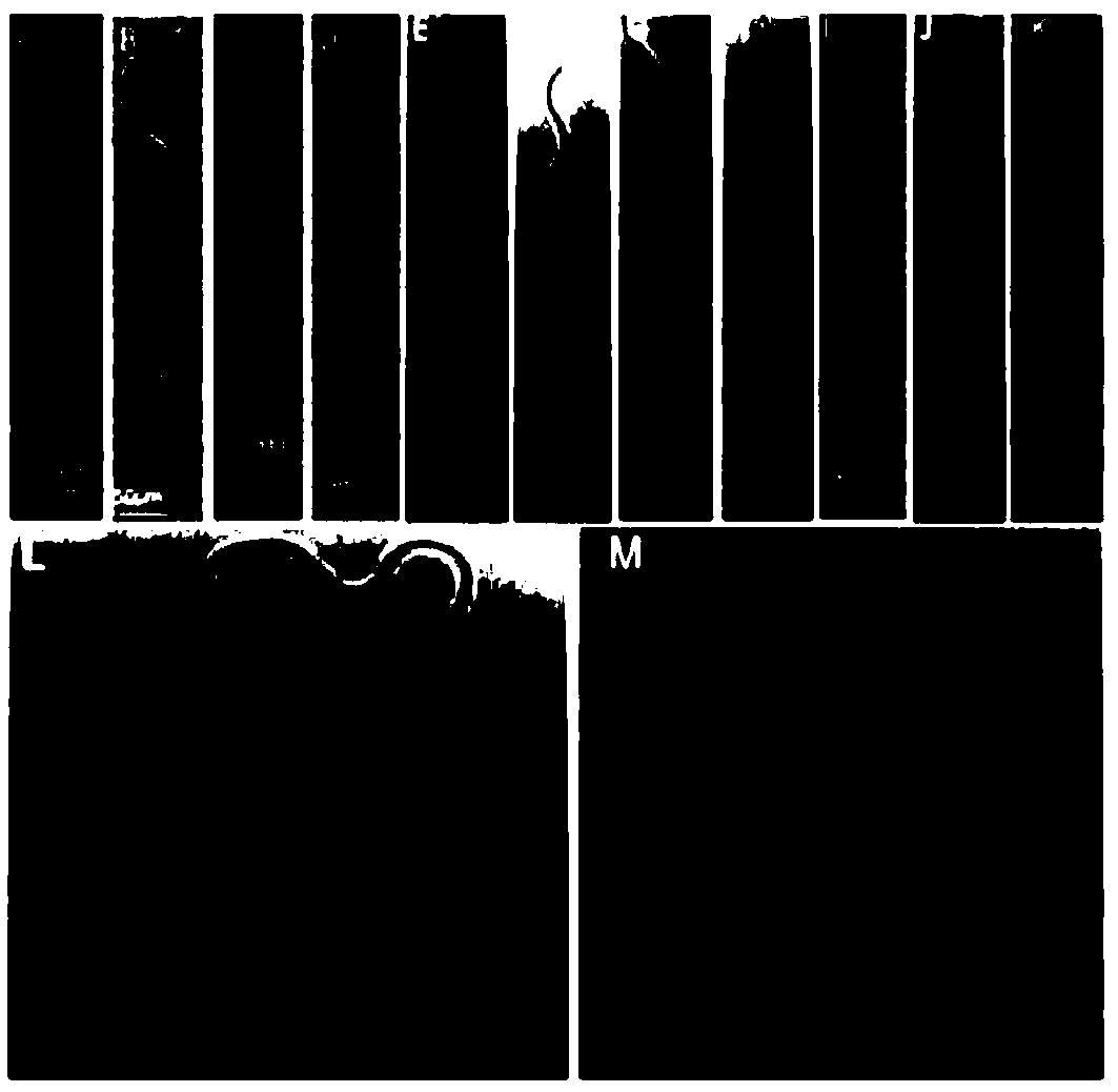 Pine wood nematode RNAi regulatory gene and application thereof