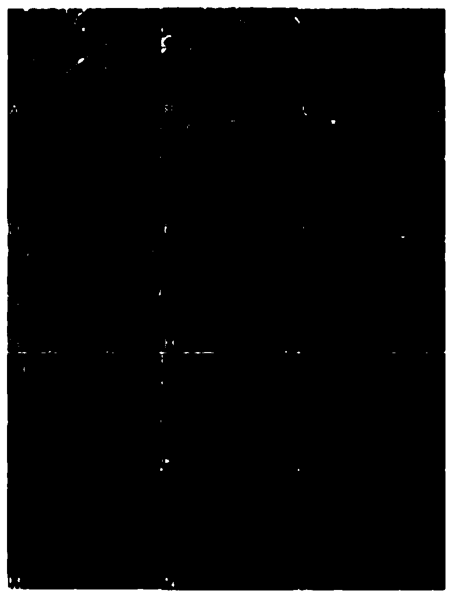 Pine wood nematode RNAi regulatory gene and application thereof