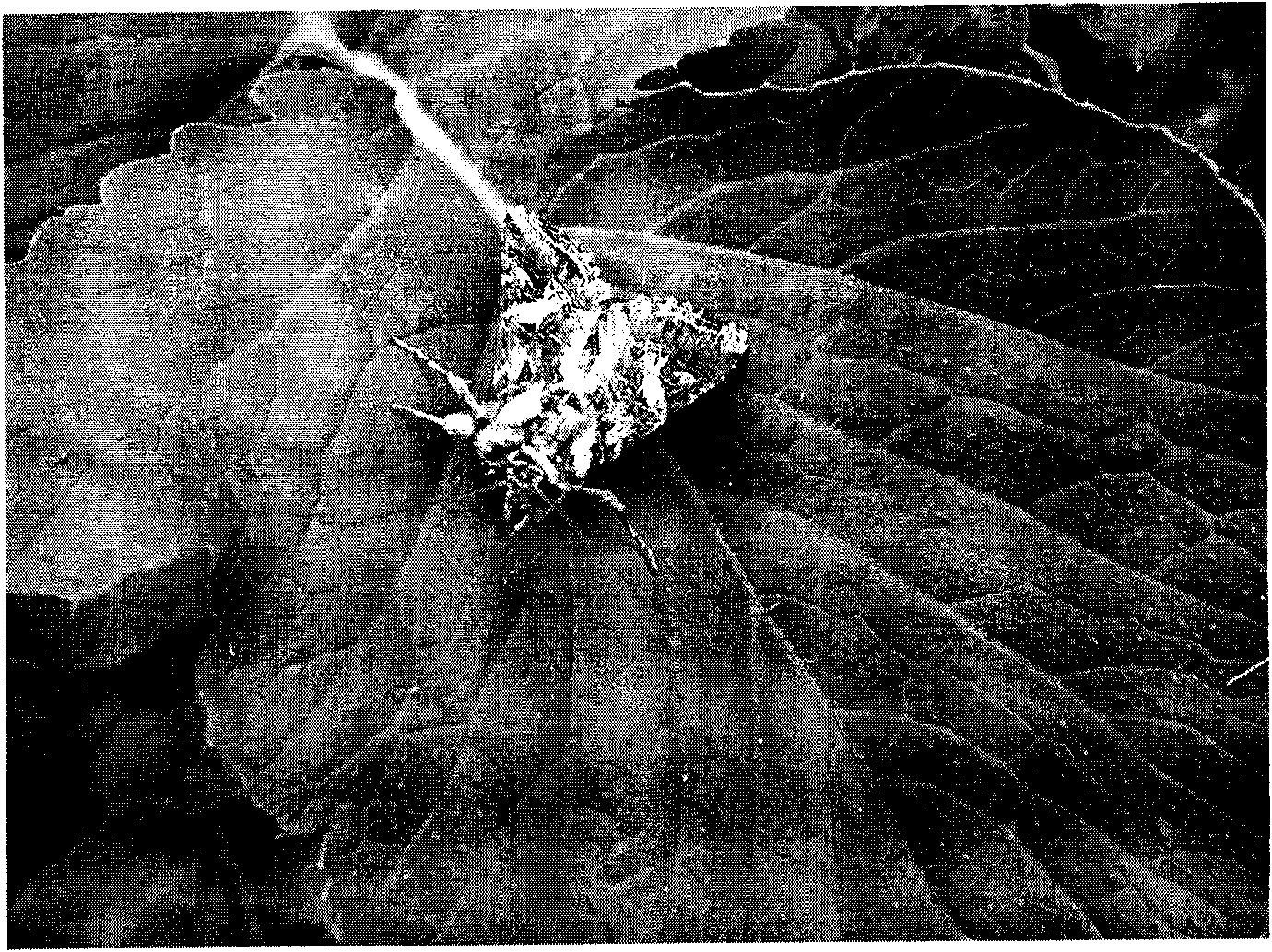 Sex pheromone composite for luring prodenia litura and luring core thereof