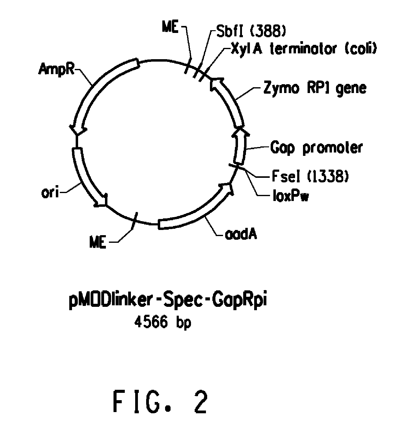 Pnp gene modification for improved xylose utilization in zymomonas