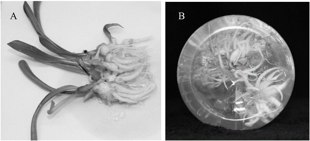 Method for establishing griffinia liboniana bulblet regeneration system by taking stamen as explant