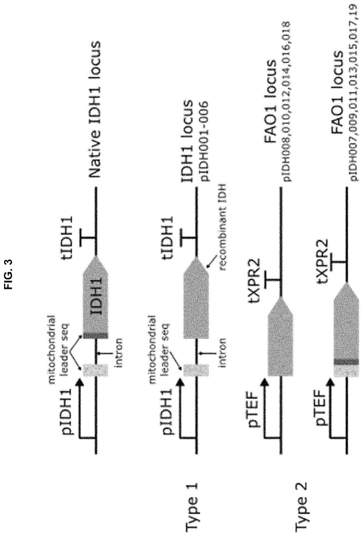 Multi-substrate metabolism for improving biomass and lipid production