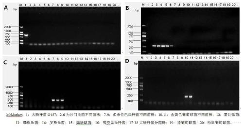 A pathogen multiplex pcr detection kit for chicken common bacterial diseases