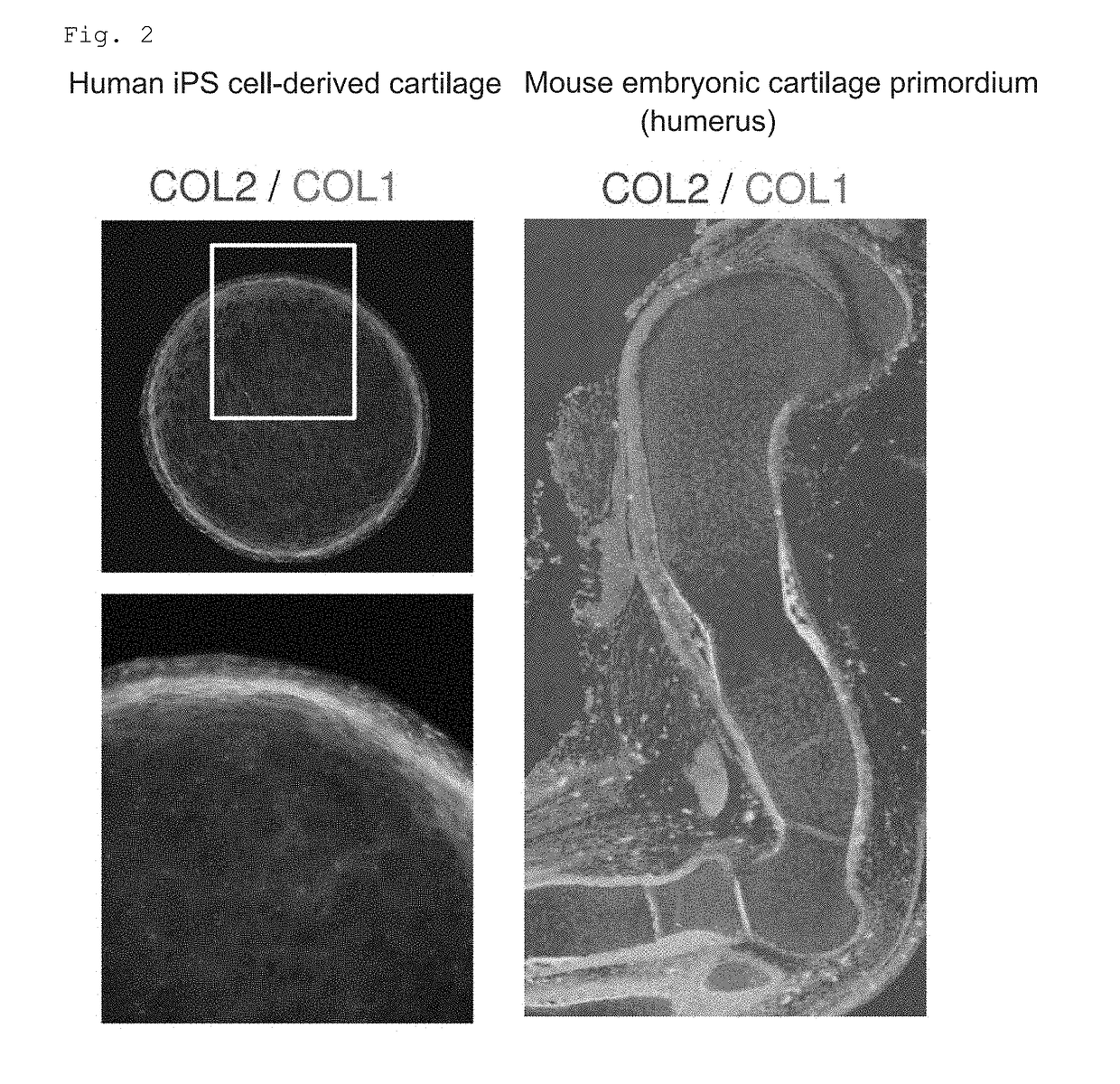 Novel method for chondrogenic induction