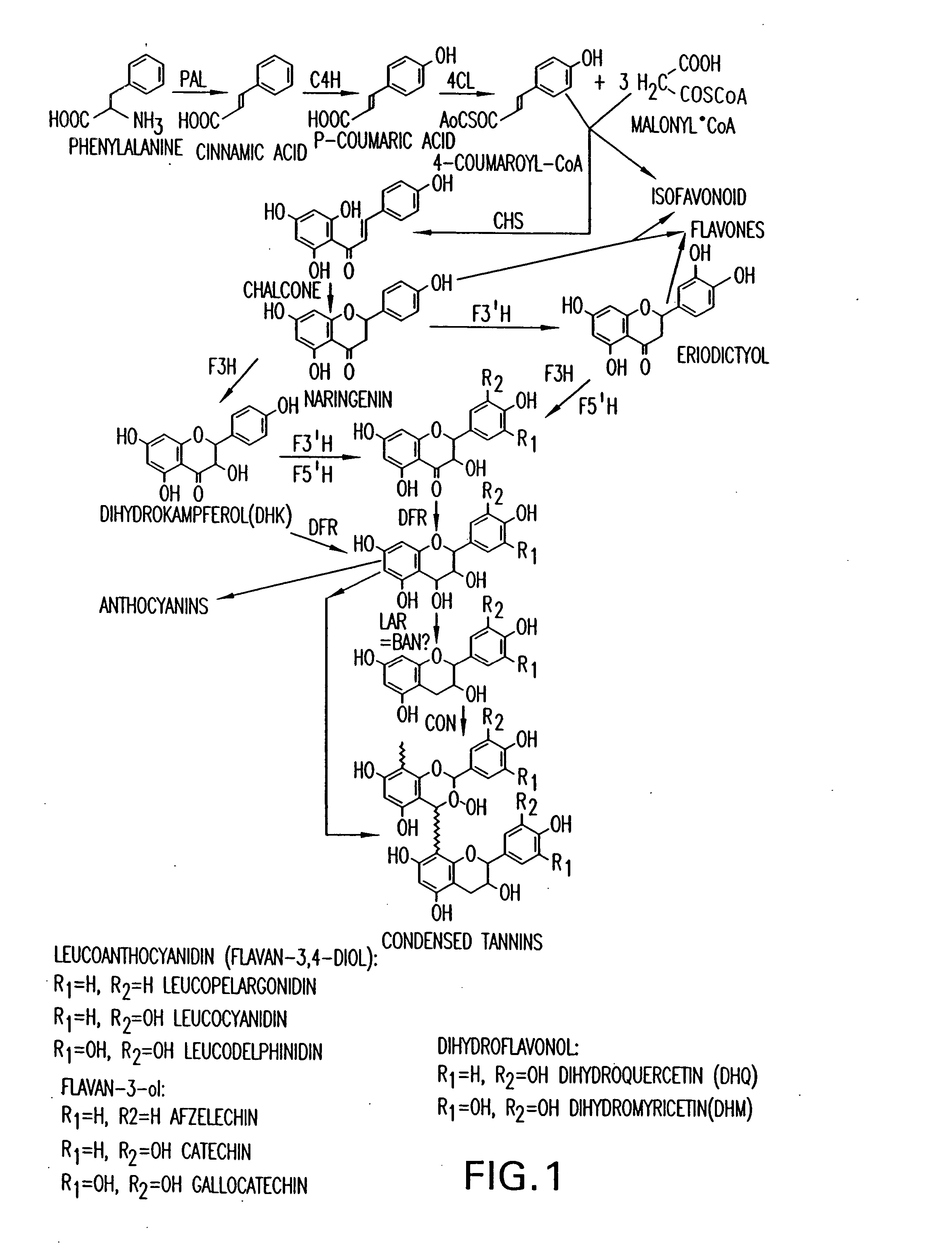 Genetic manipulation of condensed tannins