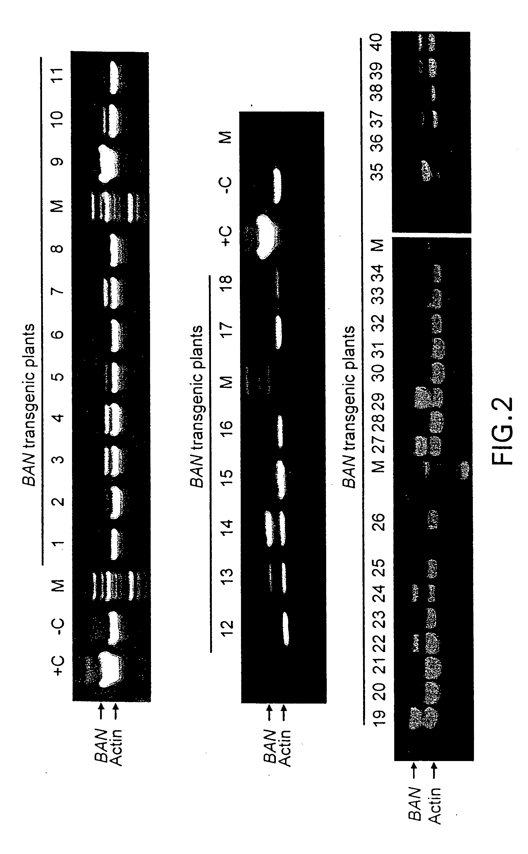 Genetic manipulation of condensed tannins