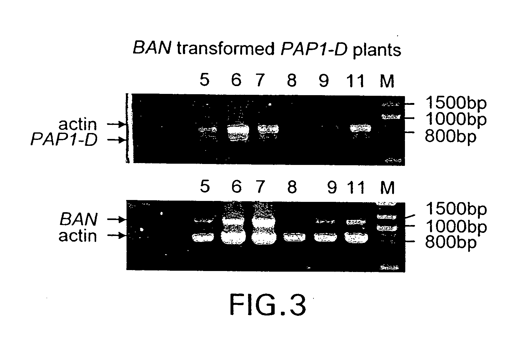 Genetic manipulation of condensed tannins