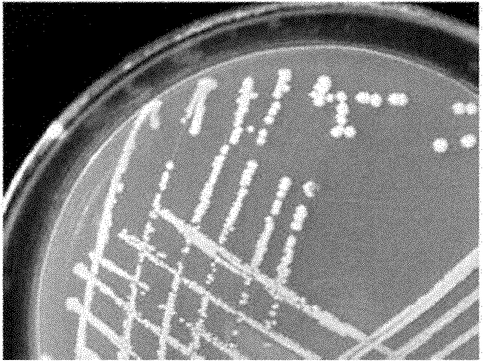 High efficiency chlopyrifos degradating strain capable of generating magic spots