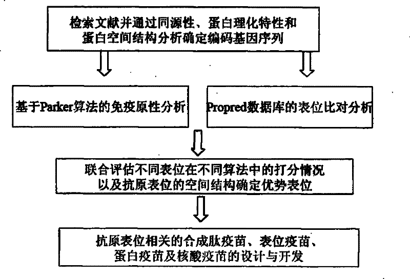 Epitope screening method capable of exciting anti-mycobacterium tuberculosis protective immunological reaction of body and uses