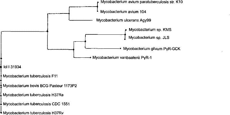 Epitope screening method capable of exciting anti-mycobacterium tuberculosis protective immunological reaction of body and uses