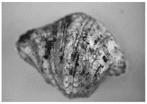 Tridacna mitochondrion 16S gene amplification primer and application thereof