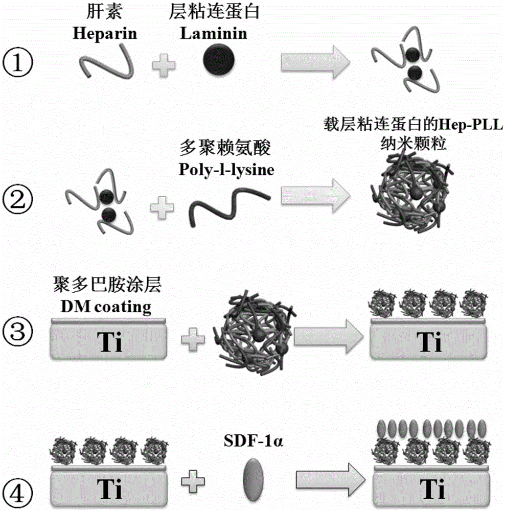 Method for assembling nanoparticle carrying laminin and sdf-1α on the surface of ti material