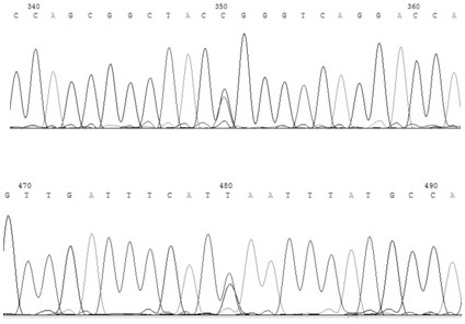 Method for detecting fat coverage of Simmental cattle carcass by dlk1 gene marker