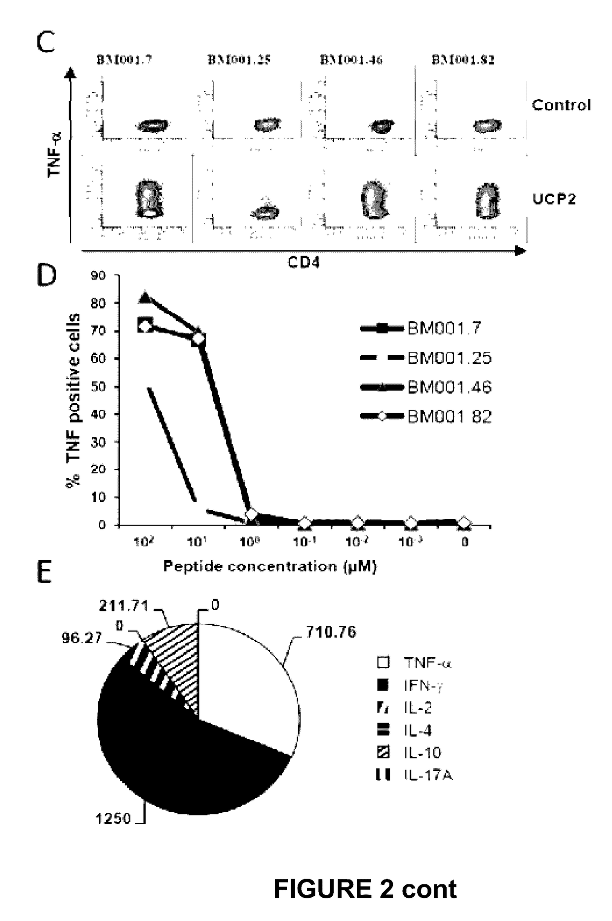 Universal cancer peptides derived from telomerase