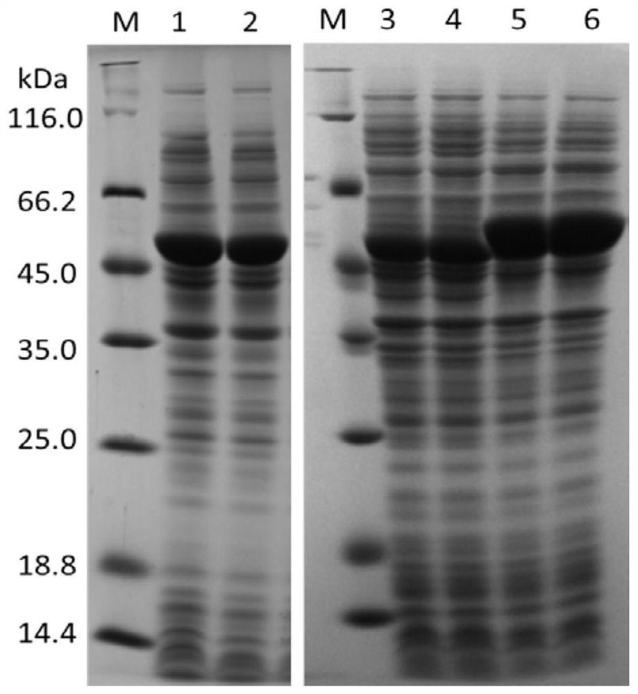 Organophosphorus anhydrase, coding gene thereof and application of organophosphorus anhydrase in degradation of organophosphorus pesticides