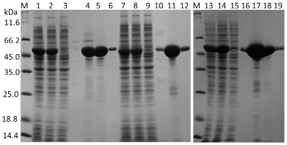 Organophosphorus anhydrase, coding gene thereof and application of organophosphorus anhydrase in degradation of organophosphorus pesticides