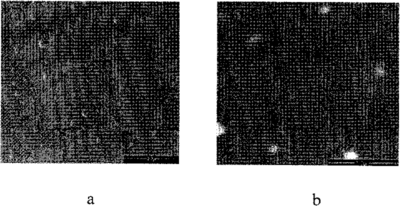 Preparation method of nano micellar solution of polymer with simulated cellulosa membrane structure