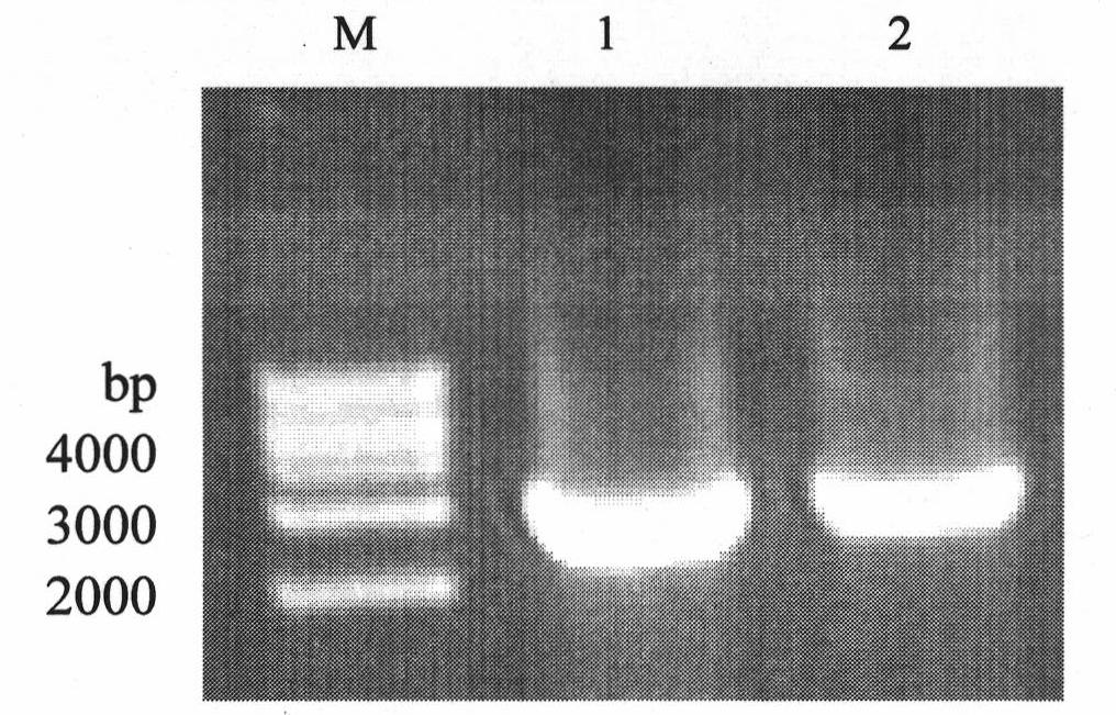 Method for producing blattella germanica allergen BgGSTD1 protein in bacilliform virus-insect expression system