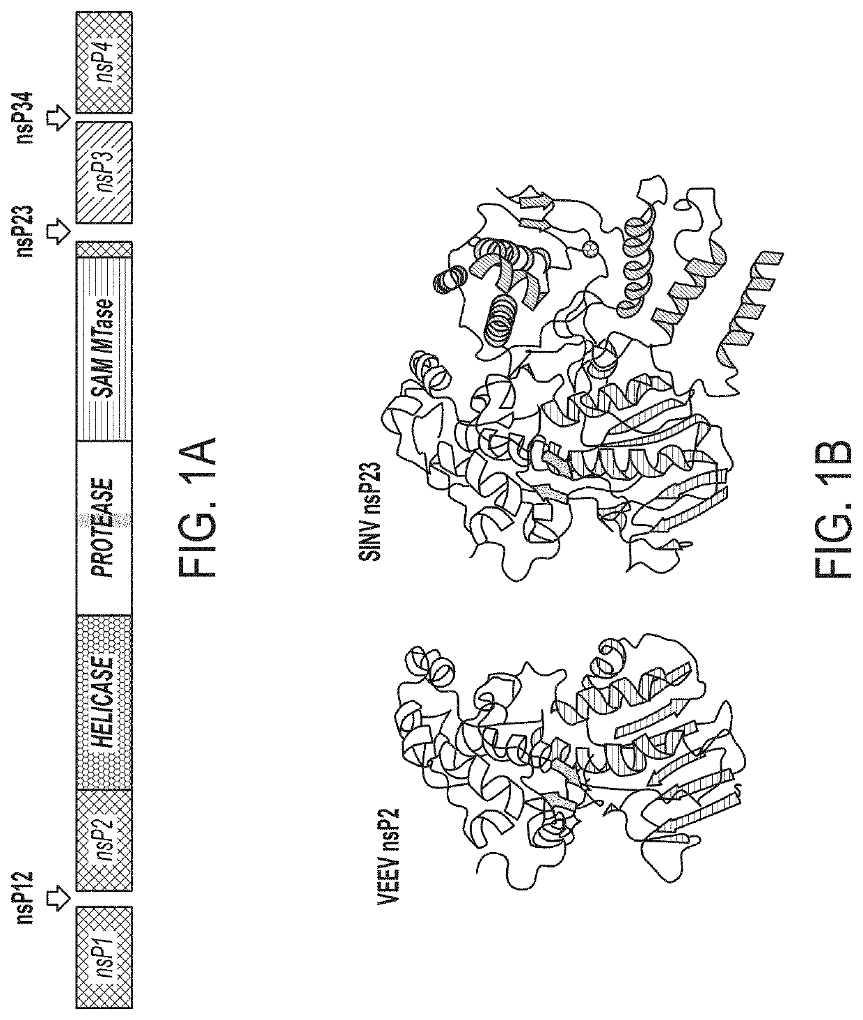 Methods and Compositions for the Detection of Host Protein Cleavage by Group IV Viral Proteases