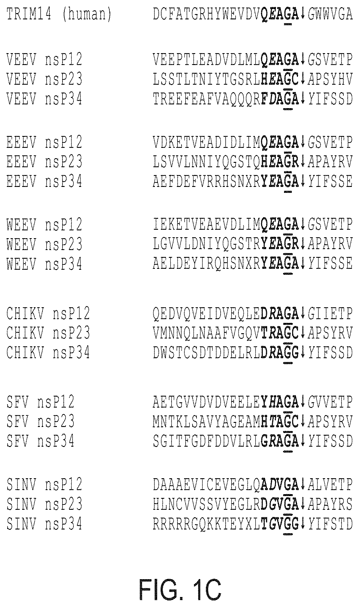 Methods and Compositions for the Detection of Host Protein Cleavage by Group IV Viral Proteases