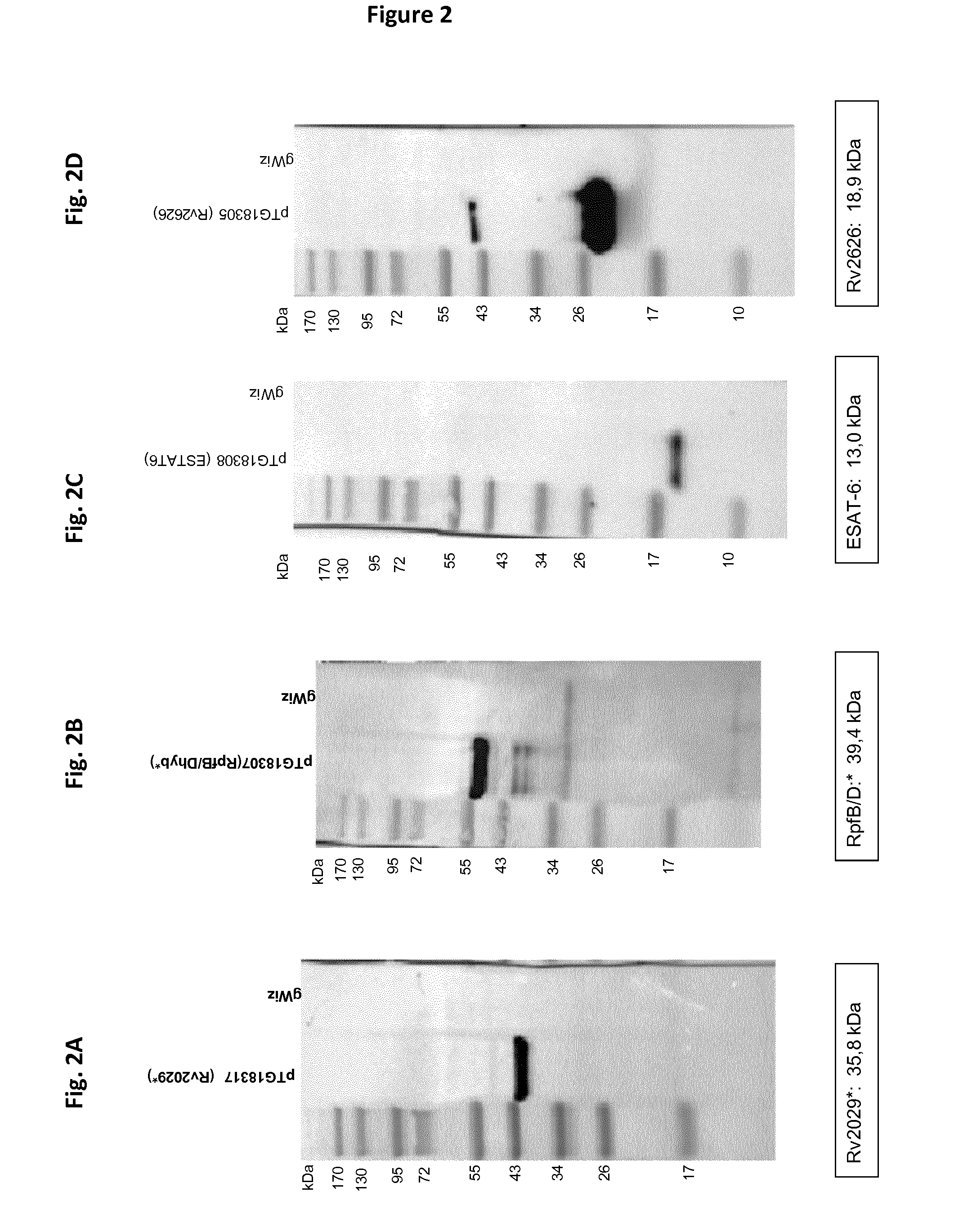 Mycobacterial Antigen Vaccine