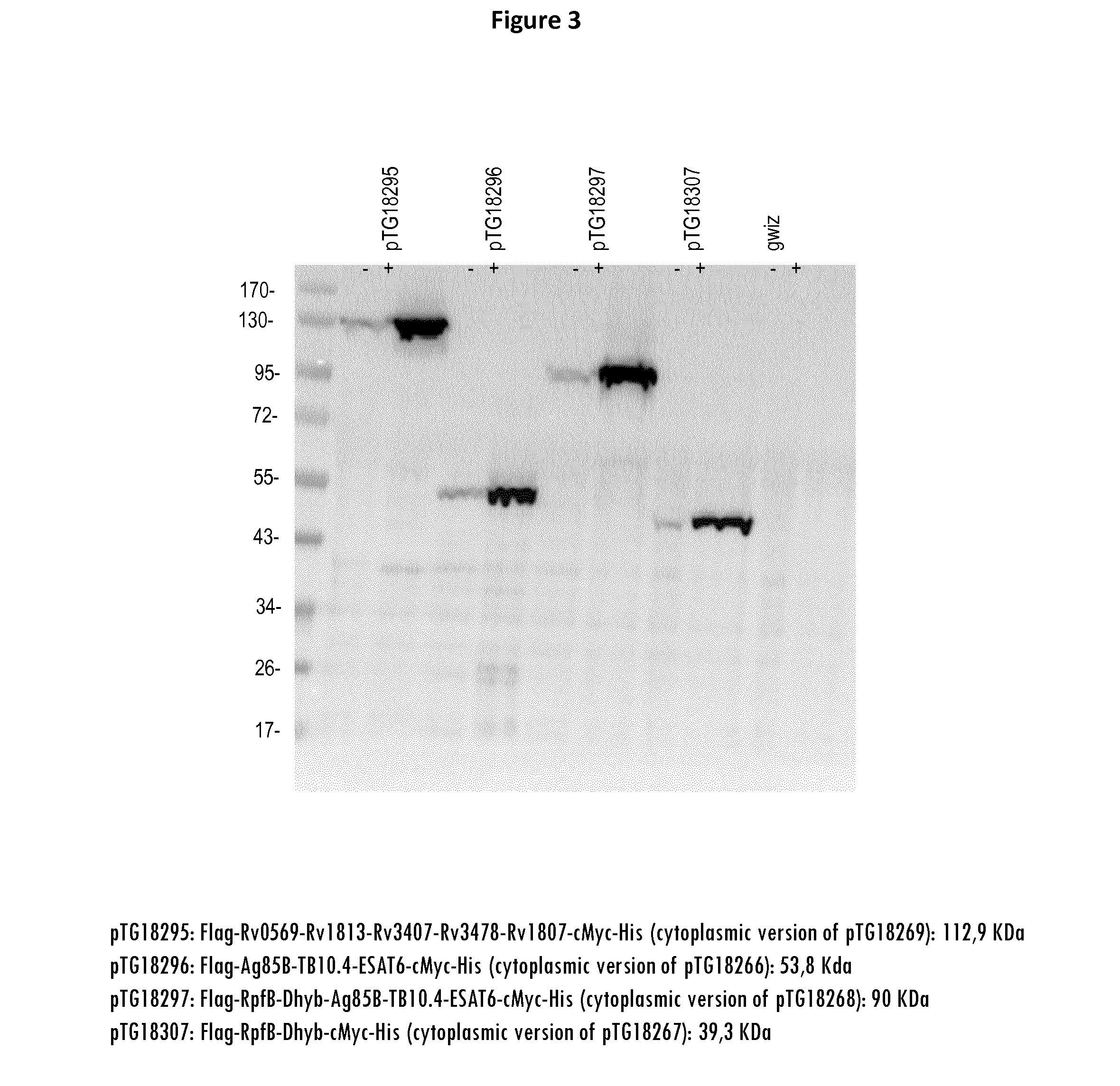 Mycobacterial Antigen Vaccine