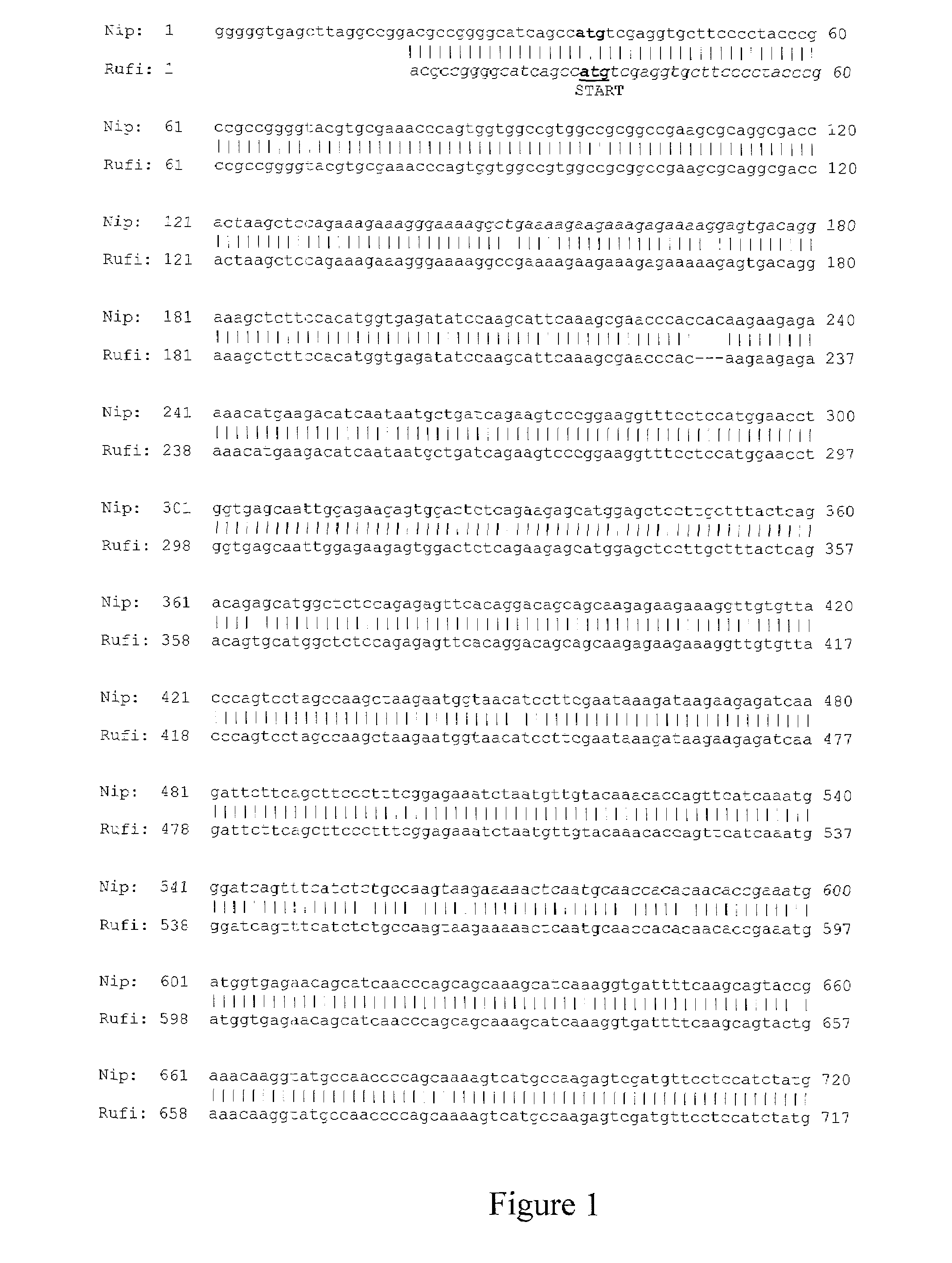 EG307 polynucleotides and uses thereof