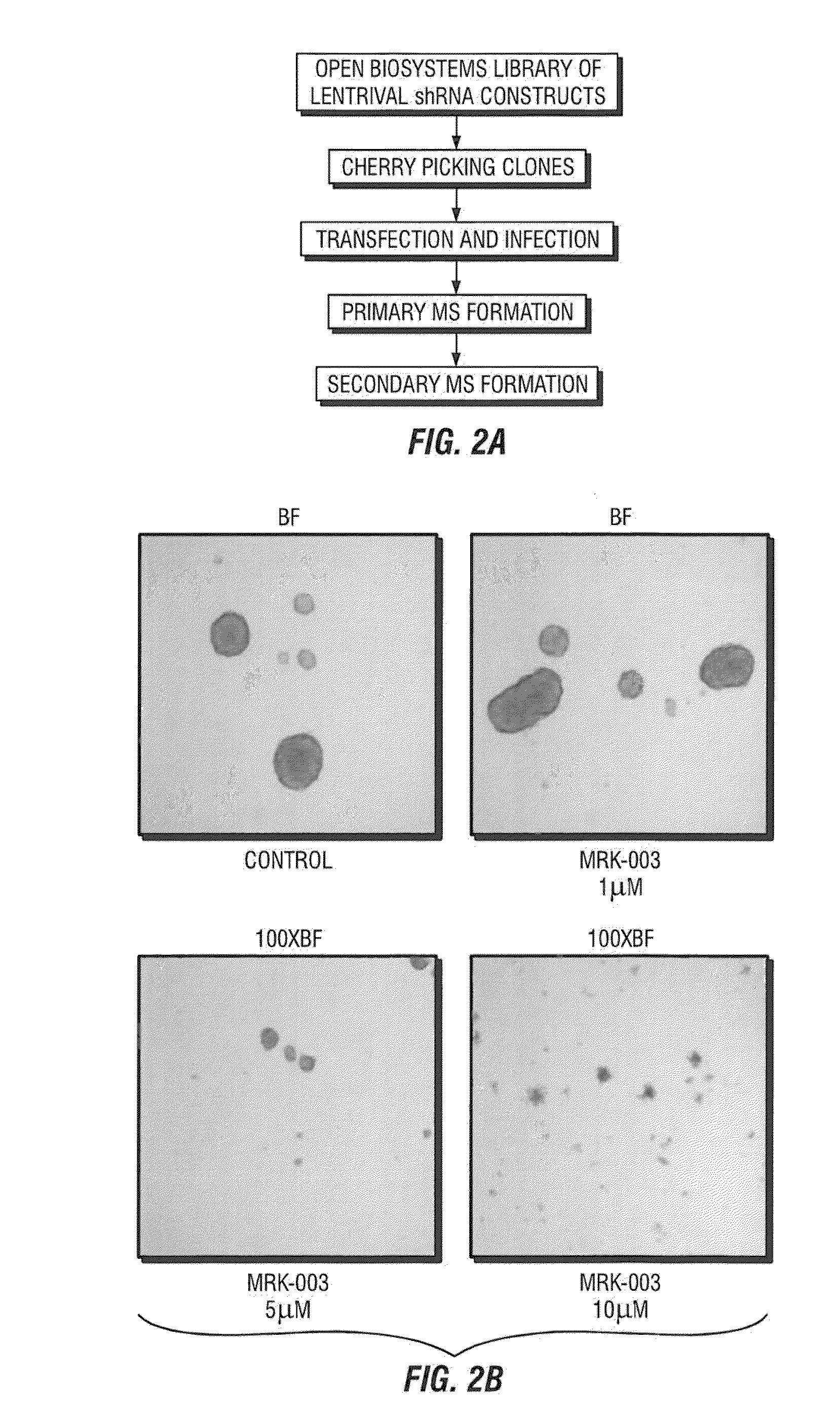 siRNA Compositions and Methods for Inhibiting Gene Expression in Tumor Initiating Cells of breast Cancer