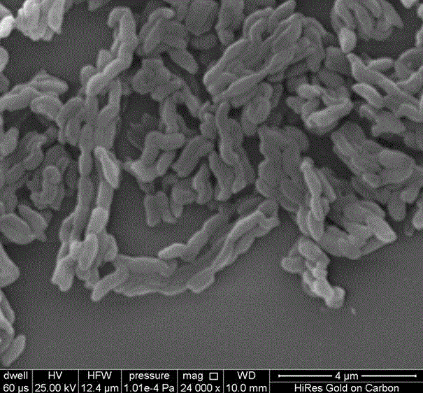 Mesoporous silica/carbon dot nanometer composite and preparation method thereof