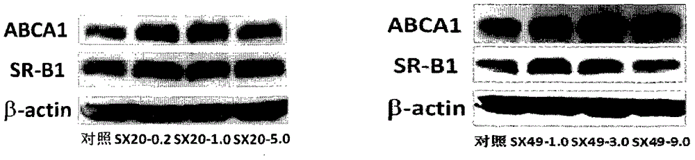 The use of a group of carbamoylbenzenesulfonyl compounds