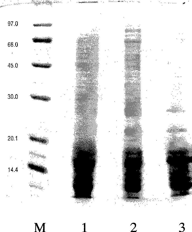 Main allergic protein of humulus pollen